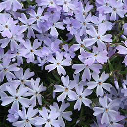 Creeping Phlox, Moss Phlox Blue